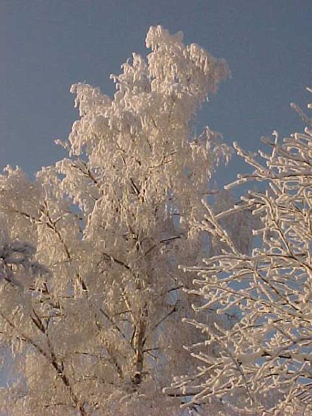Icy winter, cold.JPG